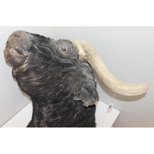 1545 - Taxidermy Water Buffalo head on wooden plaque, 80cm W x 85cm D x 90cm H