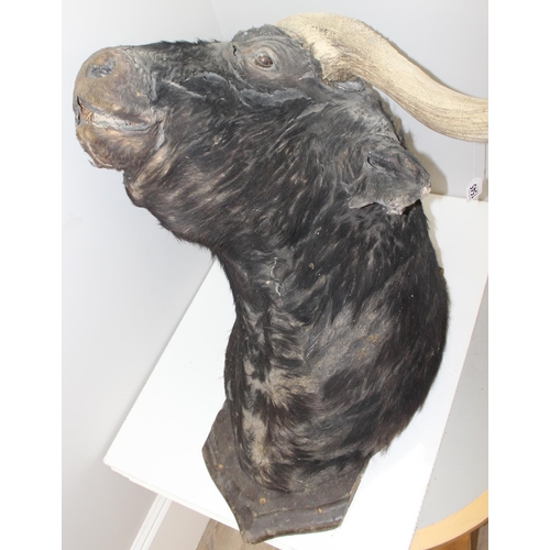 1545 - Taxidermy Water Buffalo head on wooden plaque, 80cm W x 85cm D x 90cm H