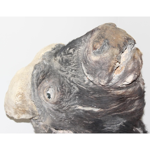 1545 - Taxidermy Water Buffalo head on wooden plaque, 80cm W x 85cm D x 90cm H