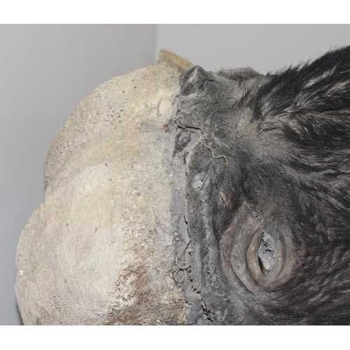 1545 - Taxidermy Water Buffalo head on wooden plaque, 80cm W x 85cm D x 90cm H