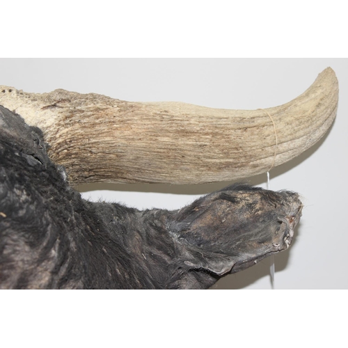 1545 - Taxidermy Water Buffalo head on wooden plaque, 80cm W x 85cm D x 90cm H