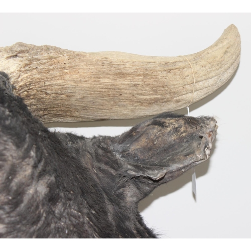 1545 - Taxidermy Water Buffalo head on wooden plaque, 80cm W x 85cm D x 90cm H