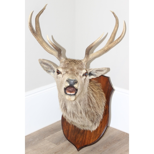 1688 - A vintage taxidermy Red Deer buck with 4 point antlers, slight right facing, mounted on wooden shiel... 