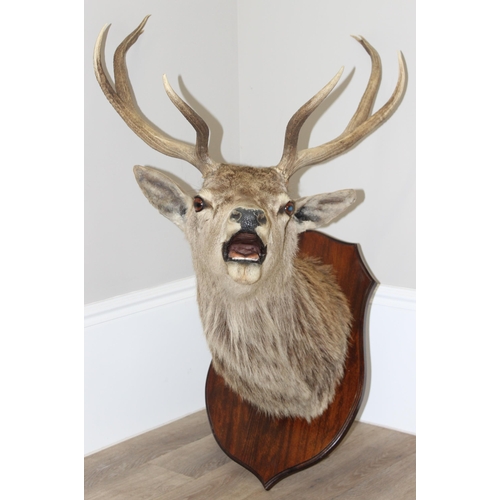 1688 - A vintage taxidermy Red Deer buck with 4 point antlers, slight right facing, mounted on wooden shiel... 