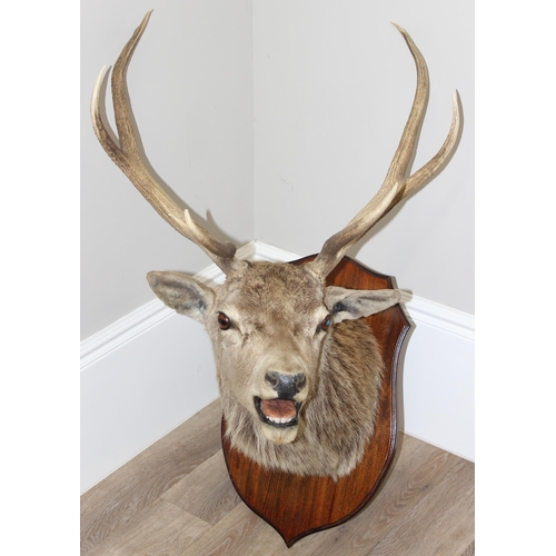 1688 - A vintage taxidermy Red Deer buck with 4 point antlers, slight right facing, mounted on wooden shiel... 