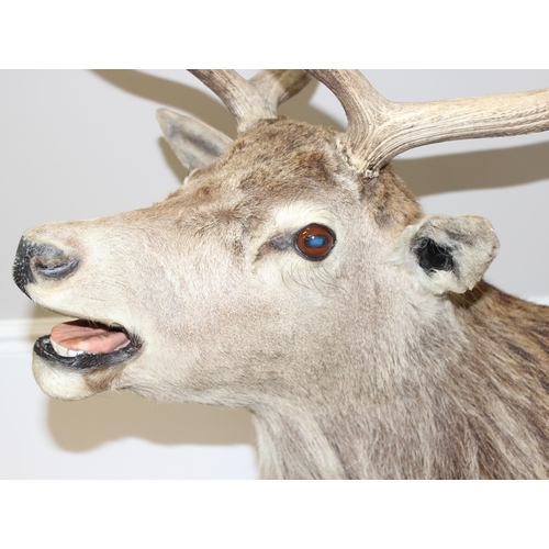 1688 - A vintage taxidermy Red Deer buck with 4 point antlers, slight right facing, mounted on wooden shiel... 