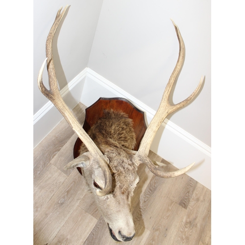 1688 - A vintage taxidermy Red Deer buck with 4 point antlers, slight right facing, mounted on wooden shiel... 