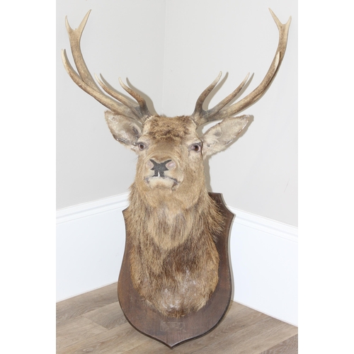 1689 - A vintage taxidermy Red Deer buck with 6 point antlers, straight facing, mounted on wooden shield, a... 