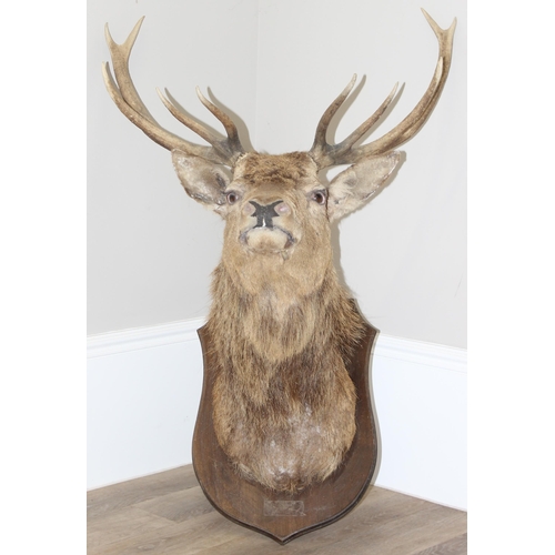 1689 - A vintage taxidermy Red Deer buck with 6 point antlers, straight facing, mounted on wooden shield, a... 