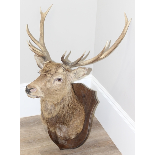 1689 - A vintage taxidermy Red Deer buck with 6 point antlers, straight facing, mounted on wooden shield, a... 