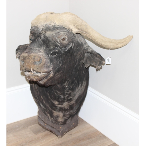 1545 - Taxidermy Water Buffalo head on wooden plaque, 80cm W x 85cm D x 90cm H