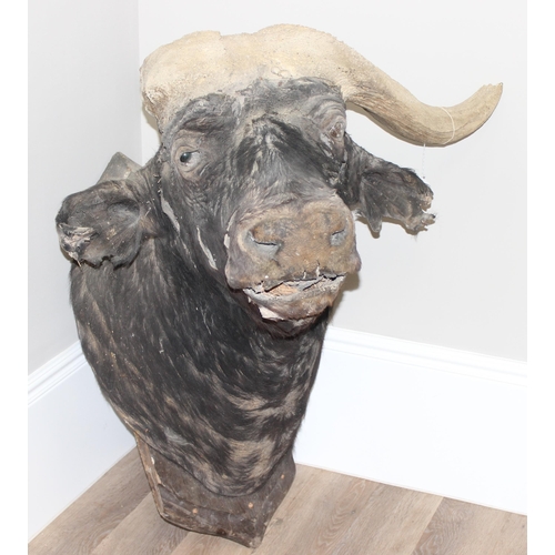 1545 - Taxidermy Water Buffalo head on wooden plaque, 80cm W x 85cm D x 90cm H