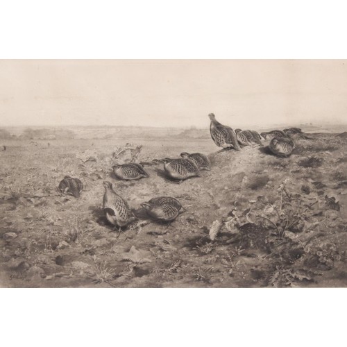 433 - George Edward Lodge (1860-1954), artists proof print of a Partridge shooting scene, signed lower lef... 