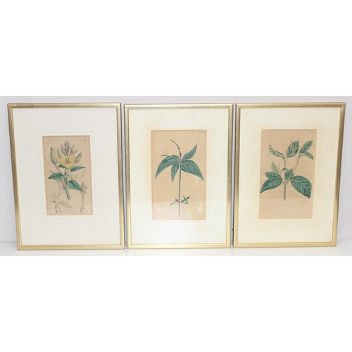 595 - 13 assorted hand coloured antique botanical prints, all framed, to include examples by Sowerby, Nevi... 