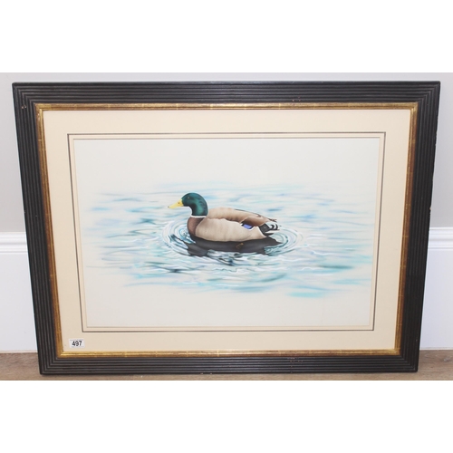 497 - Large gouache watercolour painting of a Mallard duck on the water, seemingly unsigned, in glazed fra... 