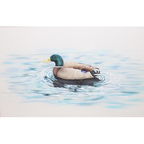 497 - Large gouache watercolour painting of a Mallard duck on the water, seemingly unsigned, in glazed fra... 