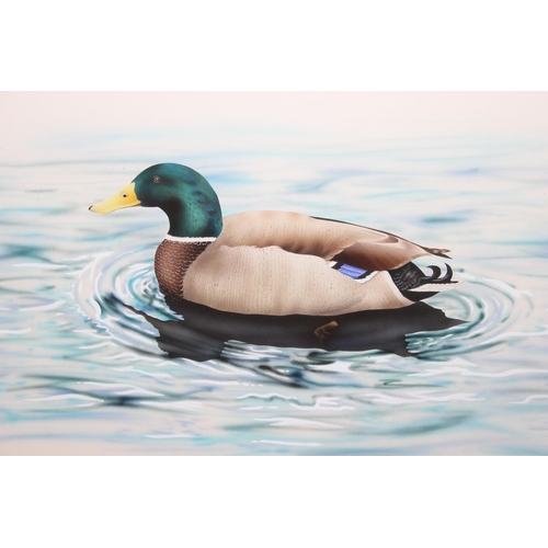 497 - Large gouache watercolour painting of a Mallard duck on the water, seemingly unsigned, in glazed fra... 