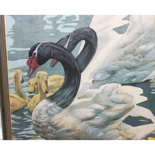 517 - Vintage style Kew Gardens black-necked Swans poster by Emilio Camilio Leopoldi Tafani, original comm... 