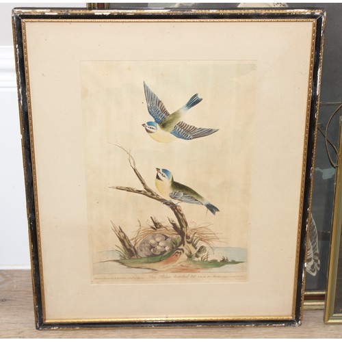 588 - Qty of antique and later prints and pictures, mostly of birds to incl coloured engravings, largest a... 