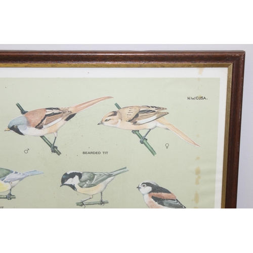 383 - A pair of vintage RSPB framed prints of British birds, printed by Balding & Mansell, each approx 92c... 