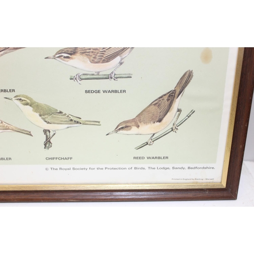 383 - A pair of vintage RSPB framed prints of British birds, printed by Balding & Mansell, each approx 92c... 