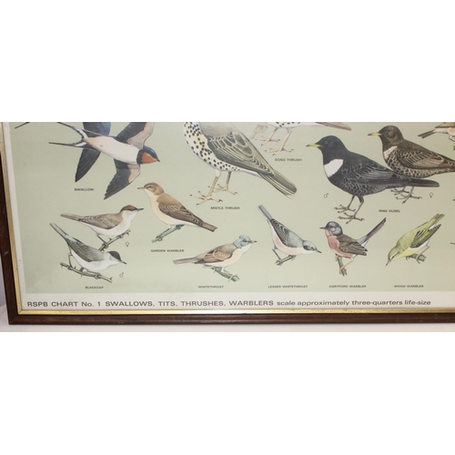 383 - A pair of vintage RSPB framed prints of British birds, printed by Balding & Mansell, each approx 92c... 