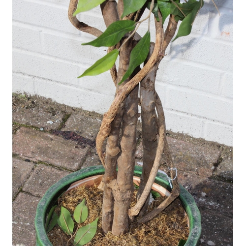 319 - Imitation Weeping Fig tree in pot, approx 85cm diameter x 165cm tall