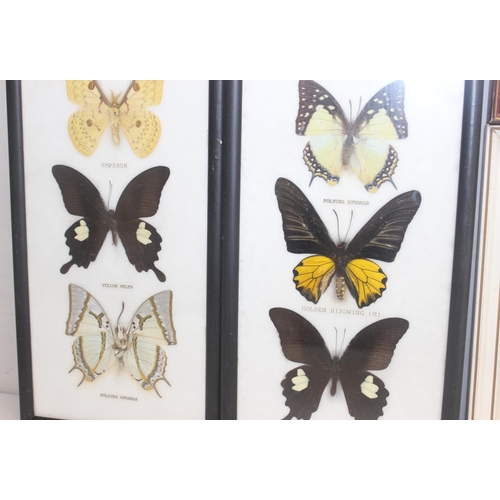 1517 - 6 assorted framed vintage taxidermy butterfly and moth displays, the largest approx 54cm x 26cm