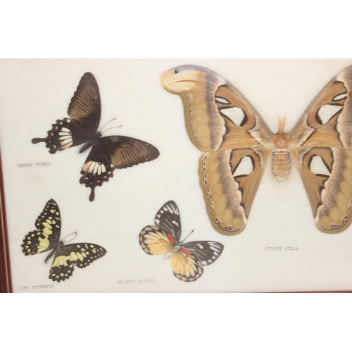 1517 - 6 assorted framed vintage taxidermy butterfly and moth displays, the largest approx 54cm x 26cm