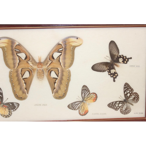 1517 - 6 assorted framed vintage taxidermy butterfly and moth displays, the largest approx 54cm x 26cm