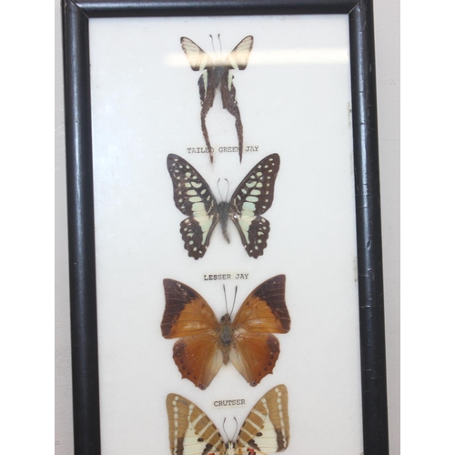 1517 - 6 assorted framed vintage taxidermy butterfly and moth displays, the largest approx 54cm x 26cm