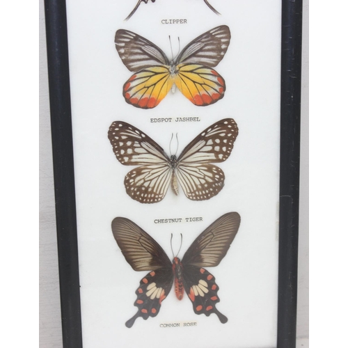 1517 - 6 assorted framed vintage taxidermy butterfly and moth displays, the largest approx 54cm x 26cm