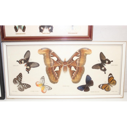 1517 - 6 assorted framed vintage taxidermy butterfly and moth displays, the largest approx 54cm x 26cm