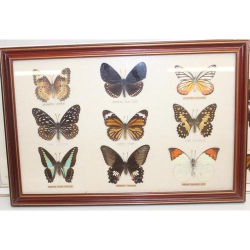 1517 - 6 assorted framed vintage taxidermy butterfly and moth displays, the largest approx 54cm x 26cm