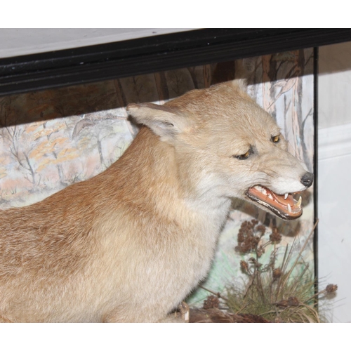 1546 - Vintage taxidermy study of a fox and pheasant in a realistic setting in glazed display case, approx ... 