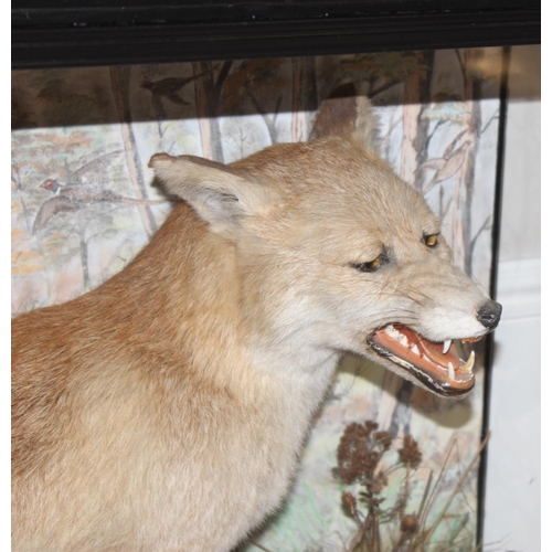 1546 - Vintage taxidermy study of a fox and pheasant in a realistic setting in glazed display case, approx ... 