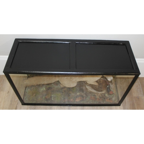 1546 - Vintage taxidermy study of a fox and pheasant in a realistic setting in glazed display case, approx ... 