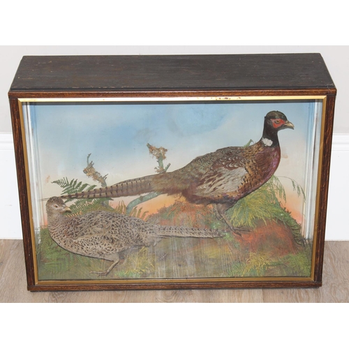 1547 - Vintage taxidermy study of 2 pheasants in naturalistic setting in glazed case, approx 84cm x 26cm x ... 