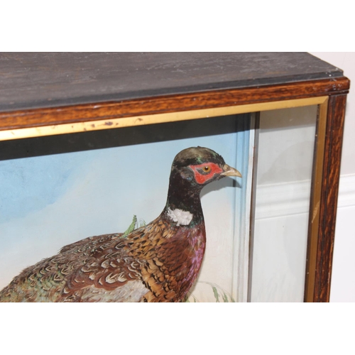 1547 - Vintage taxidermy study of 2 pheasants in naturalistic setting in glazed case, approx 84cm x 26cm x ... 