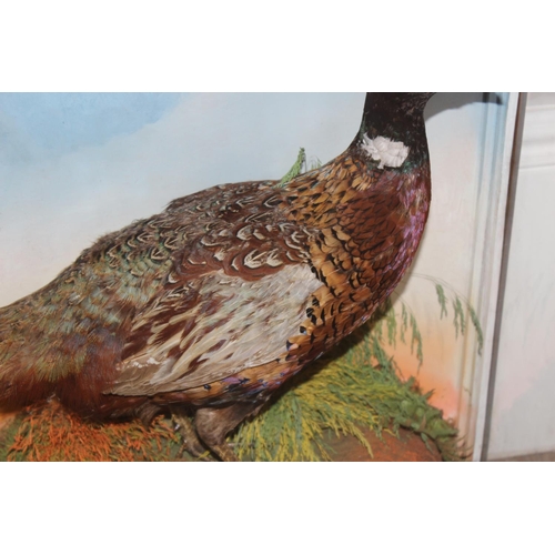 1547 - Vintage taxidermy study of 2 pheasants in naturalistic setting in glazed case, approx 84cm x 26cm x ... 