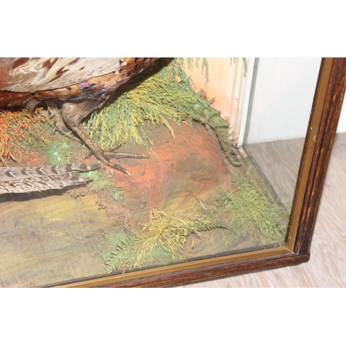 1547 - Vintage taxidermy study of 2 pheasants in naturalistic setting in glazed case, approx 84cm x 26cm x ... 