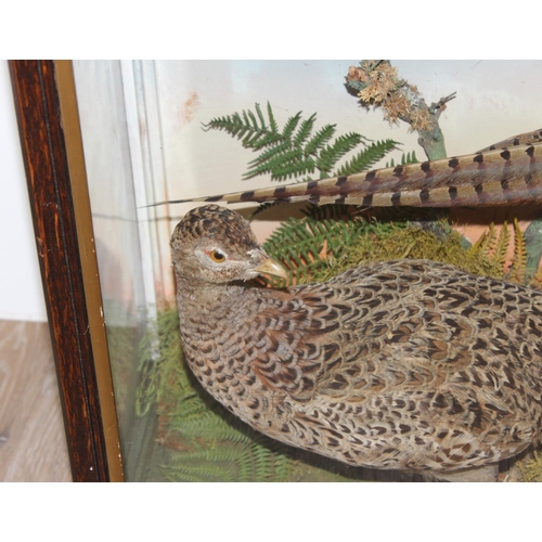 1547 - Vintage taxidermy study of 2 pheasants in naturalistic setting in glazed case, approx 84cm x 26cm x ... 