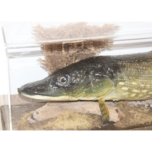 1548 - Vintage taxidermy study of a large Pike in Perspex display case, approx 116cm x 20cm x 38cm