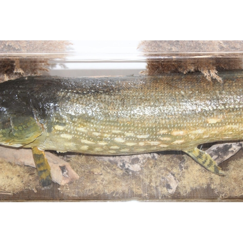 1548 - Vintage taxidermy study of a large Pike in Perspex display case, approx 116cm x 20cm x 38cm