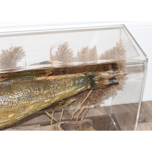 1548 - Vintage taxidermy study of a large Pike in Perspex display case, approx 116cm x 20cm x 38cm