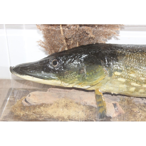 1548 - Vintage taxidermy study of a large Pike in Perspex display case, approx 116cm x 20cm x 38cm