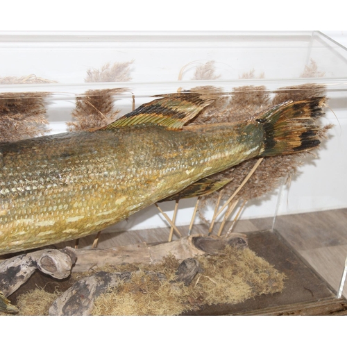 1548 - Vintage taxidermy study of a large Pike in Perspex display case, approx 116cm x 20cm x 38cm