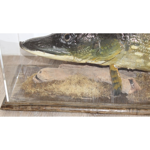 1548 - Vintage taxidermy study of a large Pike in Perspex display case, approx 116cm x 20cm x 38cm