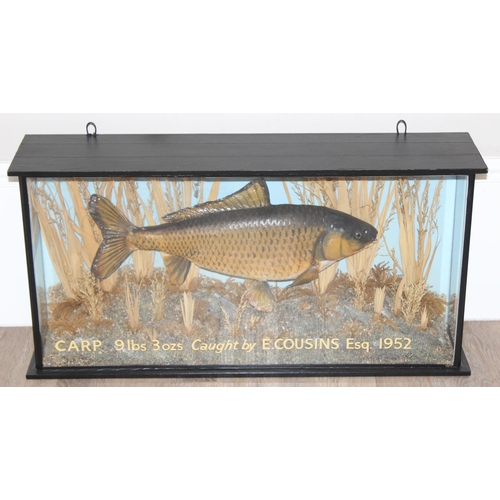 1549 - Vintage taxidermy study of a 9lb 3oz Carp, caught by E. Cousins Esq. 1952, in glazed display case, a... 