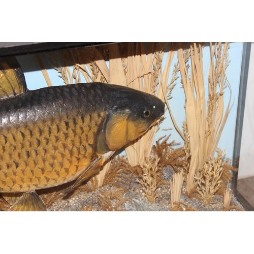 1549 - Vintage taxidermy study of a 9lb 3oz Carp, caught by E. Cousins Esq. 1952, in glazed display case, a... 